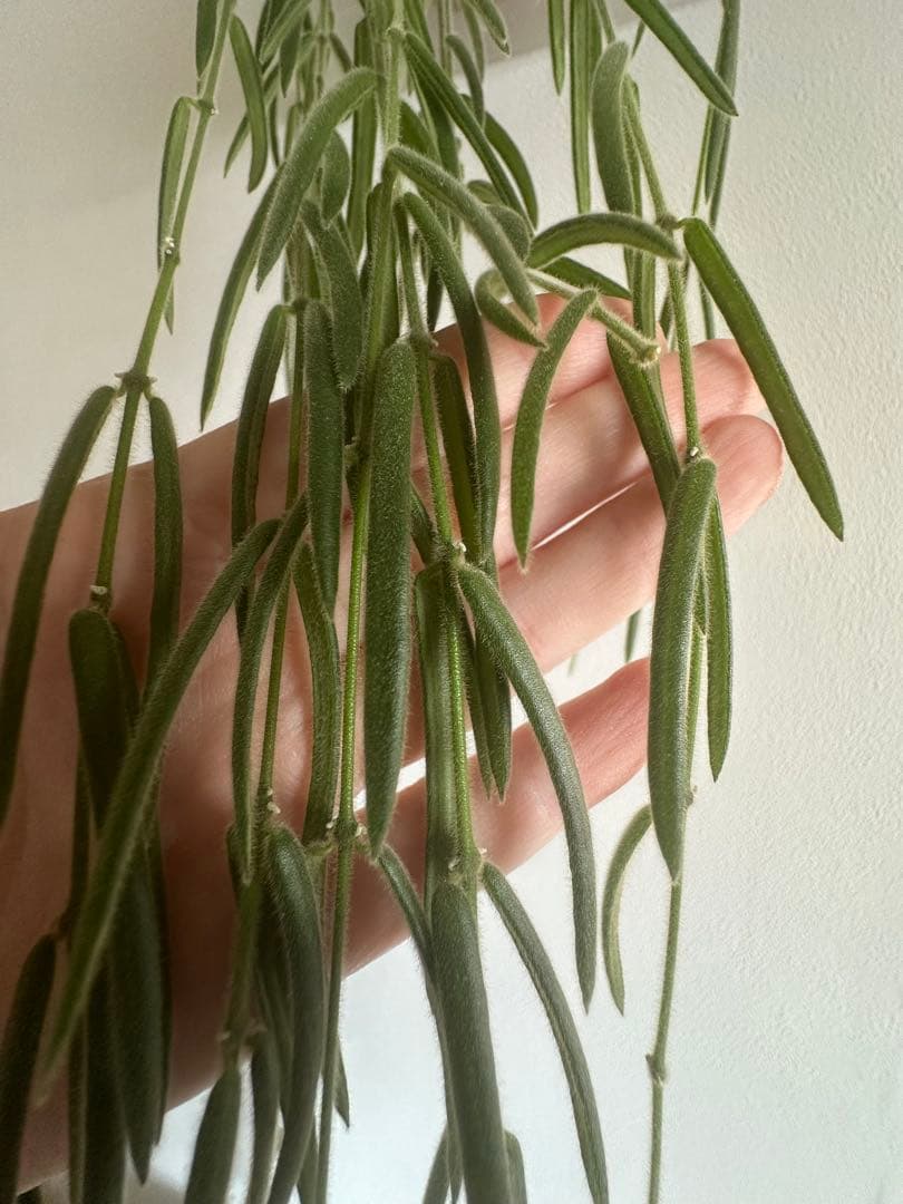 約70cmホヤ リネアリス 吊り鉢 ロング ボリューム株 観葉植物