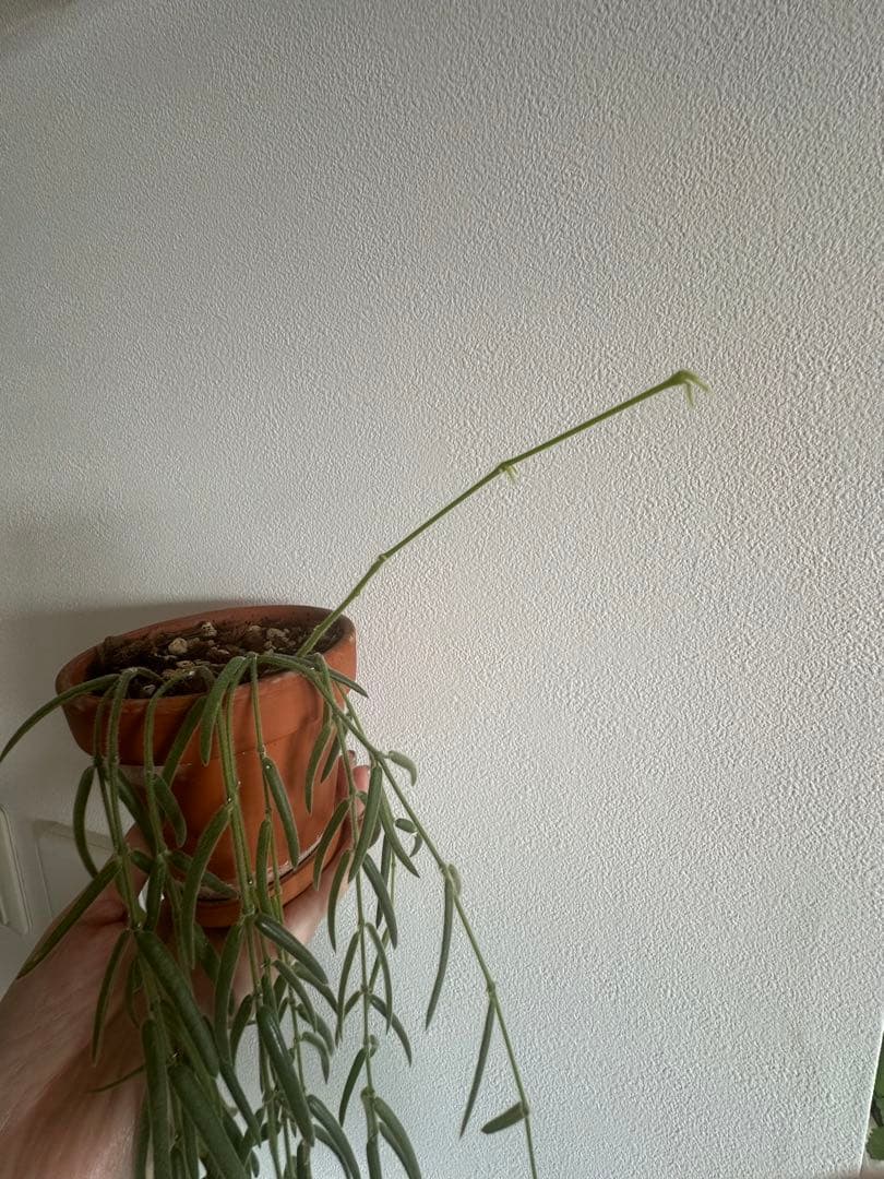 約70cmホヤ リネアリス 吊り鉢 ロング ボリューム株 観葉植物