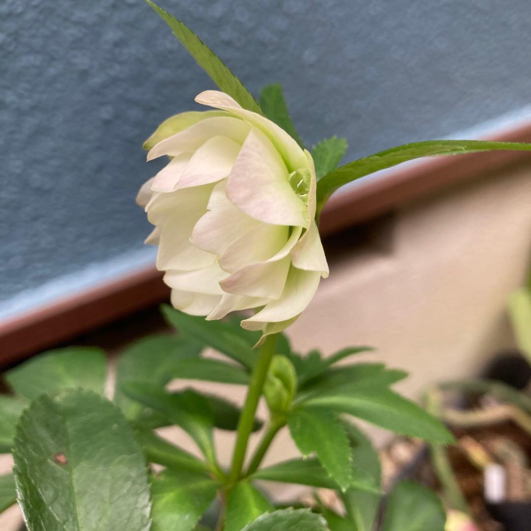 クリスマスローズ　緑白ピンク　グラデーション　極小輪