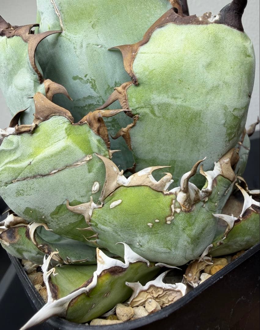 アガベ　チタノタ　ブラックアンドブルー　特選株　鉢ごと　BB 第四種郵便