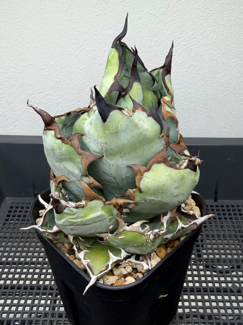 アガベ　チタノタ　ブラックアンドブルー　特選株　鉢ごと　BB 第四種郵便