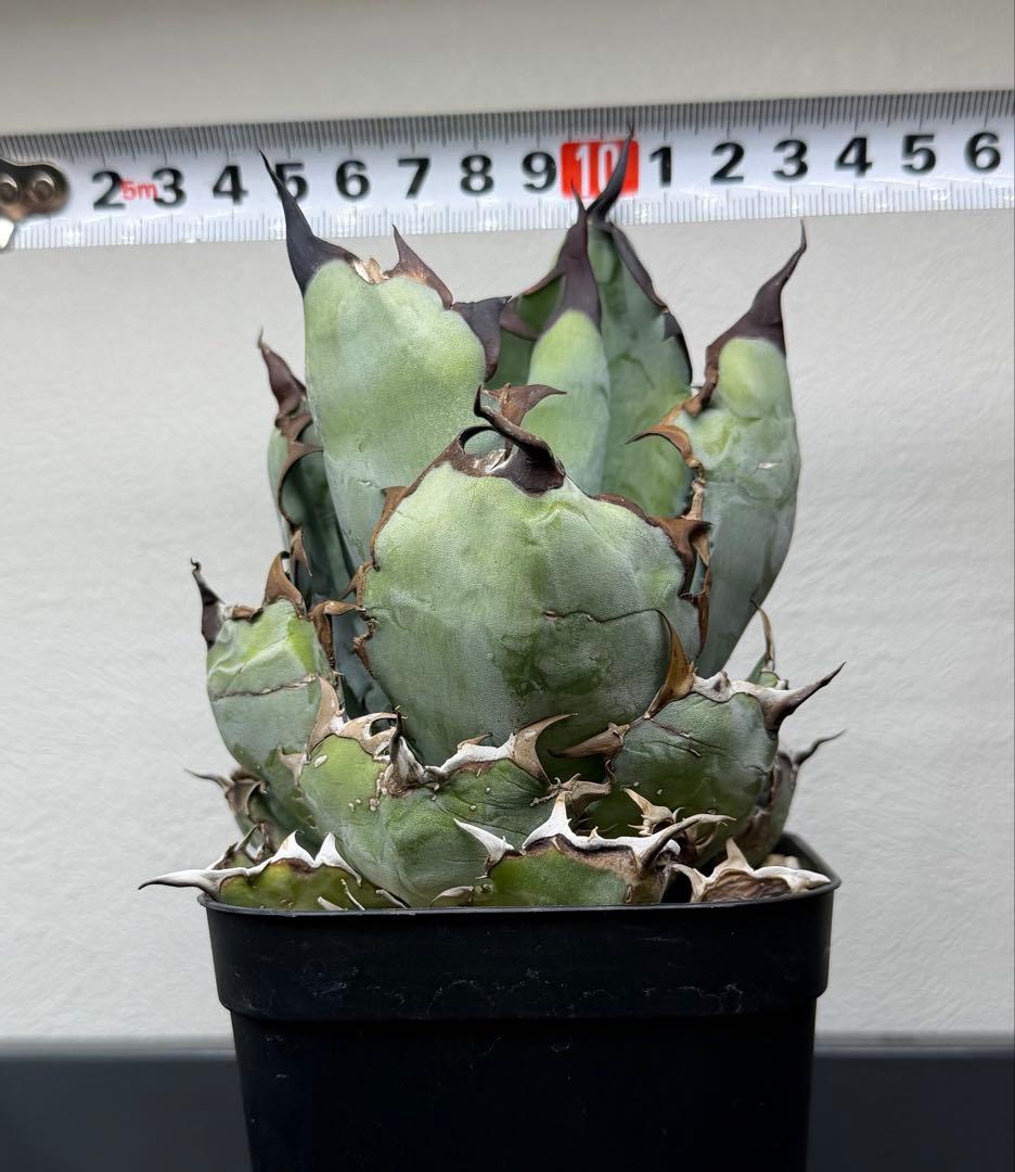 アガベ　チタノタ　ブラックアンドブルー　特選株　鉢ごと　BB 第四種郵便