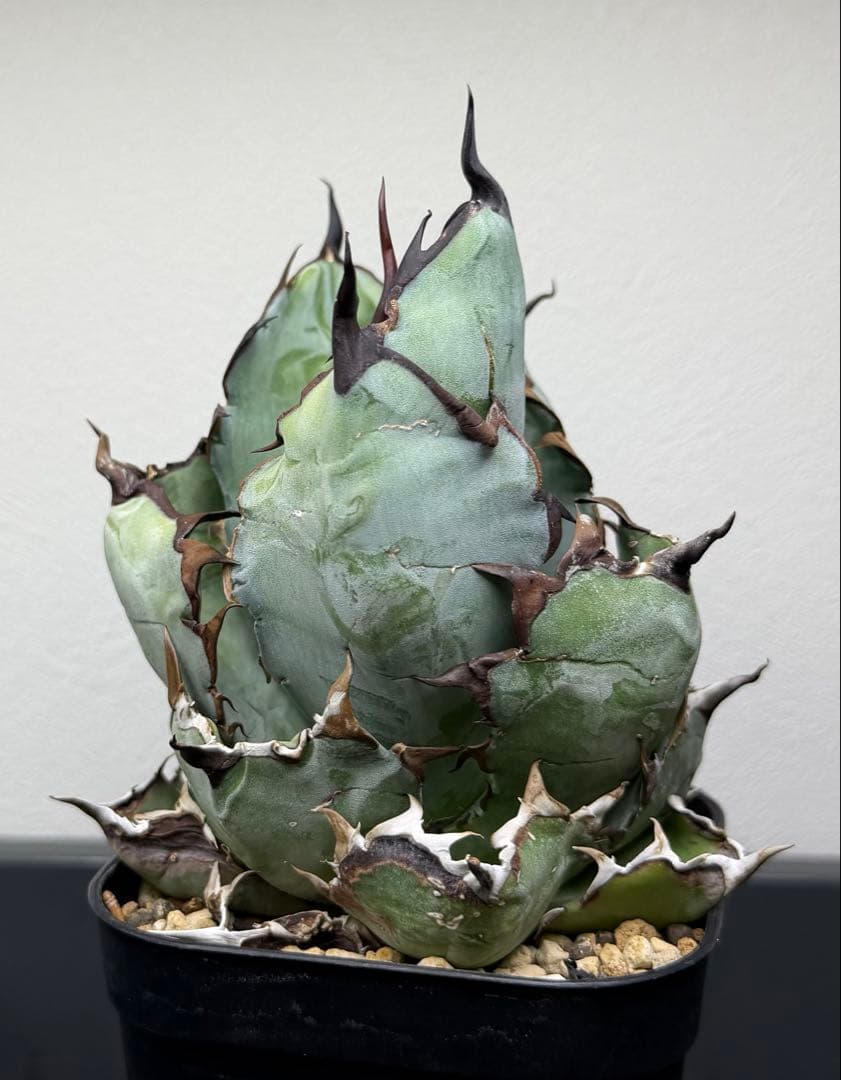 アガベ　チタノタ　ブラックアンドブルー　特選株　鉢ごと　BB 第四種郵便