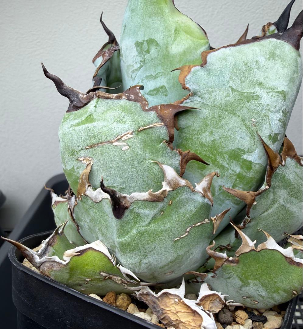 アガベ　チタノタ　ブラックアンドブルー　特選株　鉢ごと　BB 第四種郵便