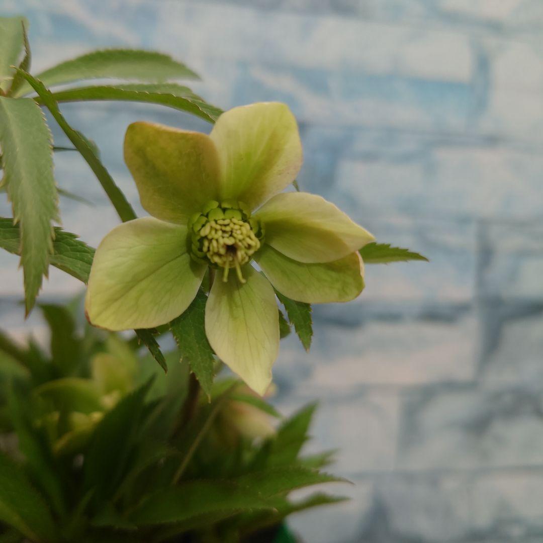 ☀️クリスマスローズ開花株❗☀️4号ロングポット植え☀