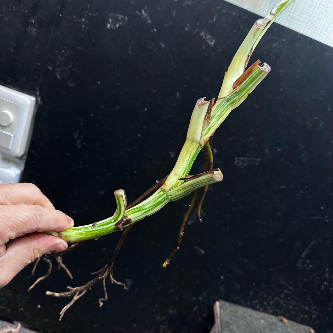 ピ*ェ様 斑入りモンステラホワイトタイガー茎4株おまとめ