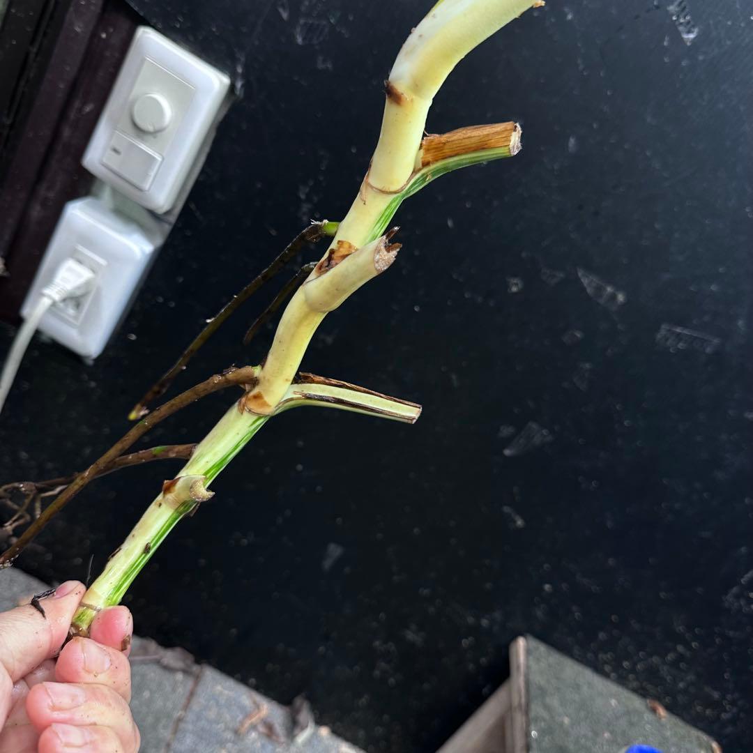 ピ*ェ様 斑入りモンステラホワイトタイガー茎4株おまとめ