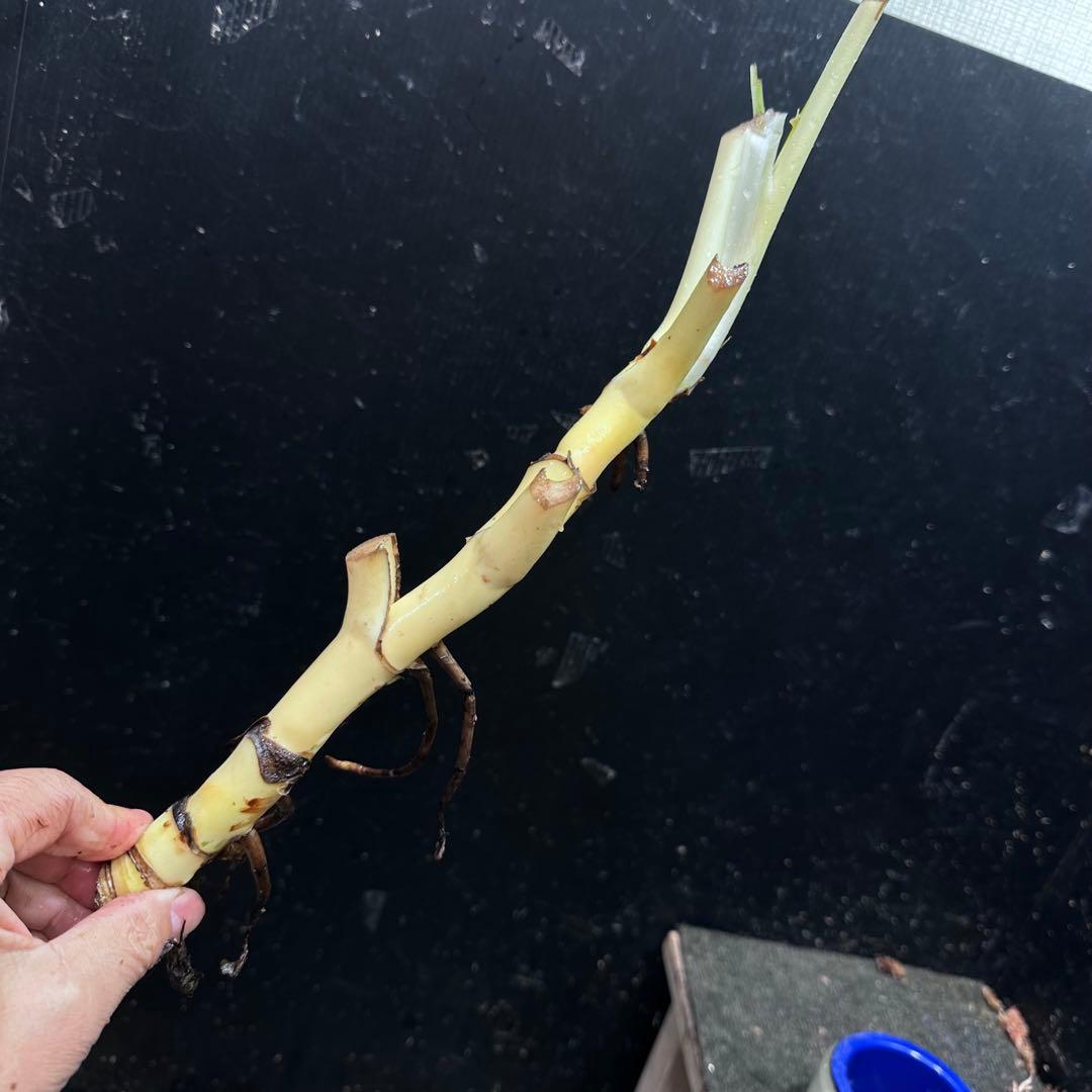 ピ*ェ様 斑入りモンステラホワイトタイガー茎4株おまとめ