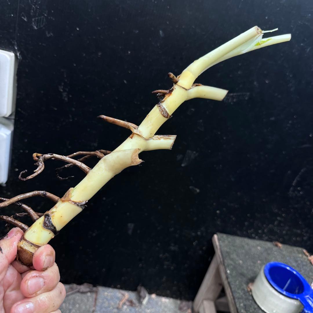 ピ*ェ様 斑入りモンステラホワイトタイガー茎4株おまとめ