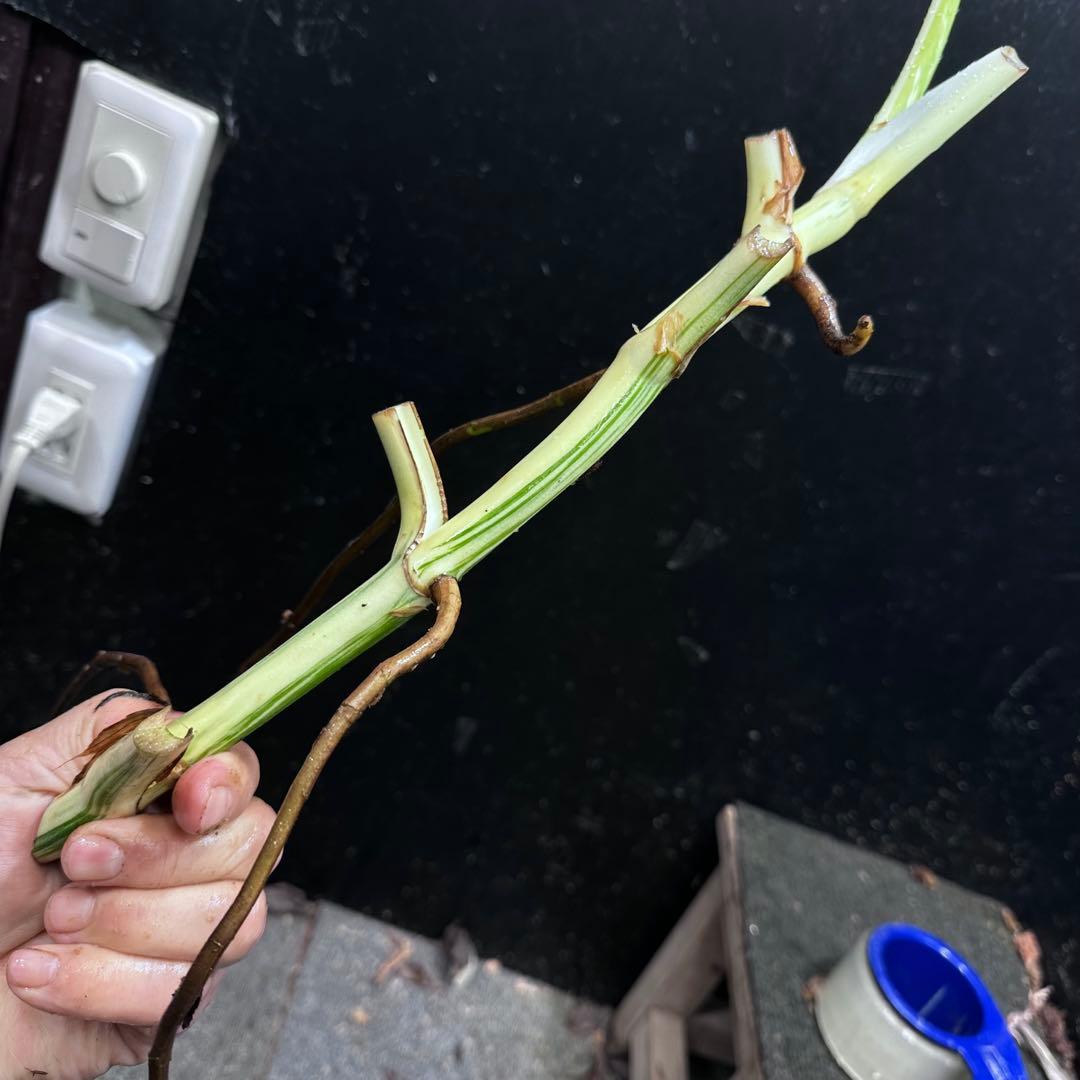 ピ*ェ様 斑入りモンステラホワイトタイガー茎4株おまとめ