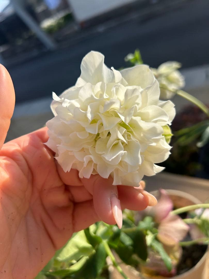 クリスマスローズ苗　クリスマスローズ　超多弁ダブル　3鉢価格