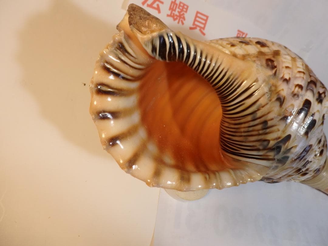 法螺貝 約39㎝ 木製歌口,新品 MH-474