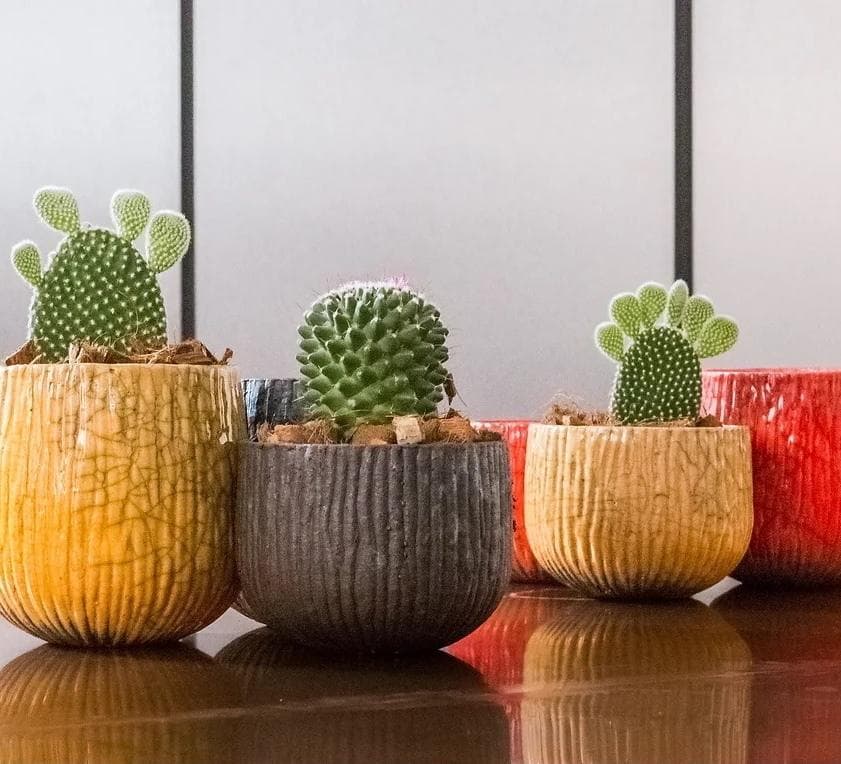 ✨廃盤ドマーニ鉢✨2017 DOMANI KOBE POT white