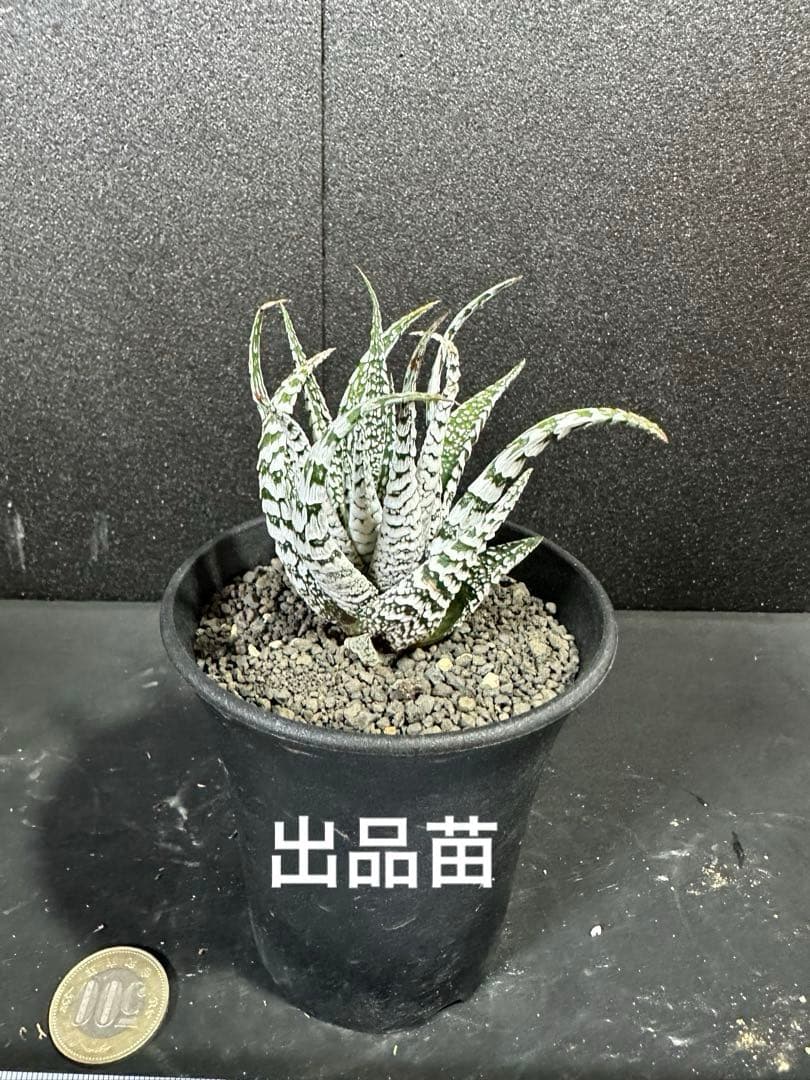 【特選ペンキ　十二の巻　霜降り　スーパーゼブラ】