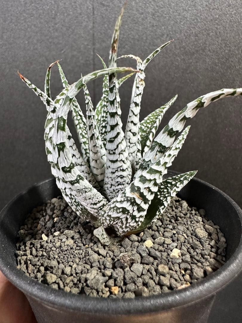 【特選ペンキ　十二の巻　霜降り　スーパーゼブラ】