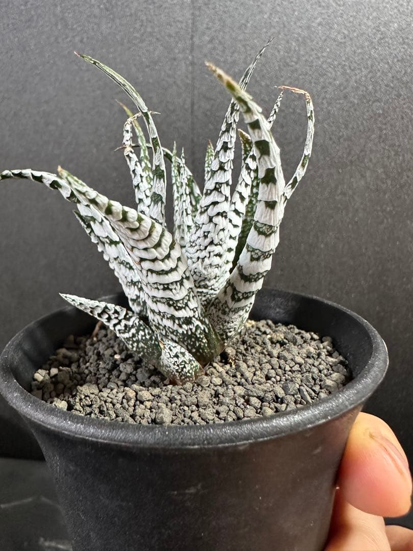 【特選ペンキ　十二の巻　霜降り　スーパーゼブラ】