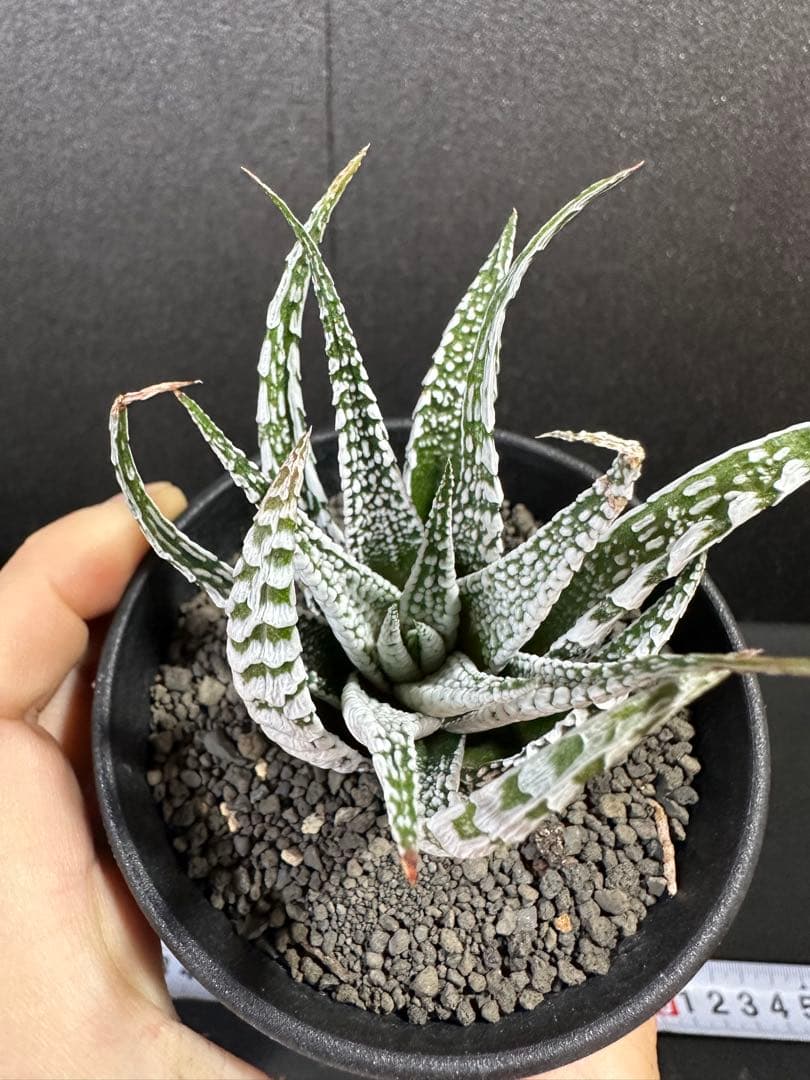 【特選ペンキ　十二の巻　霜降り　スーパーゼブラ】