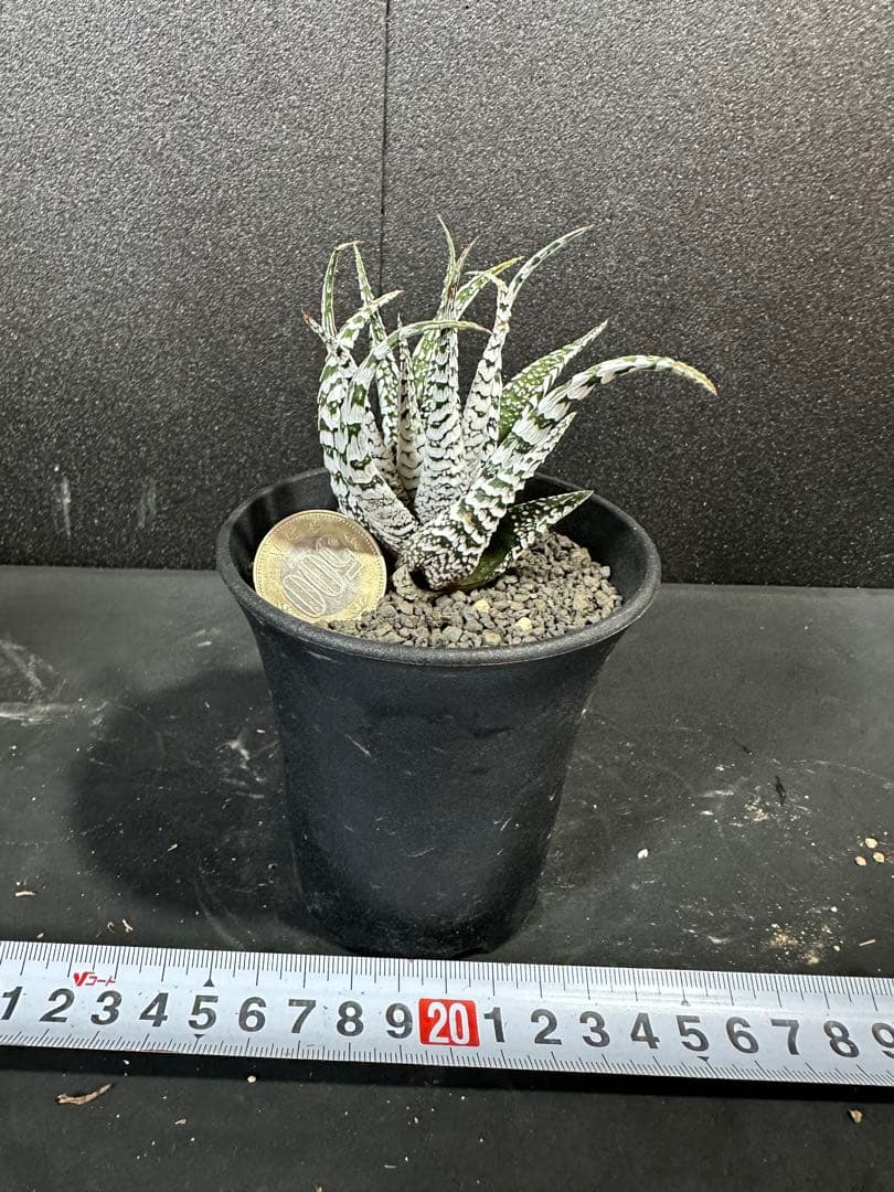 【特選ペンキ　十二の巻　霜降り　スーパーゼブラ】