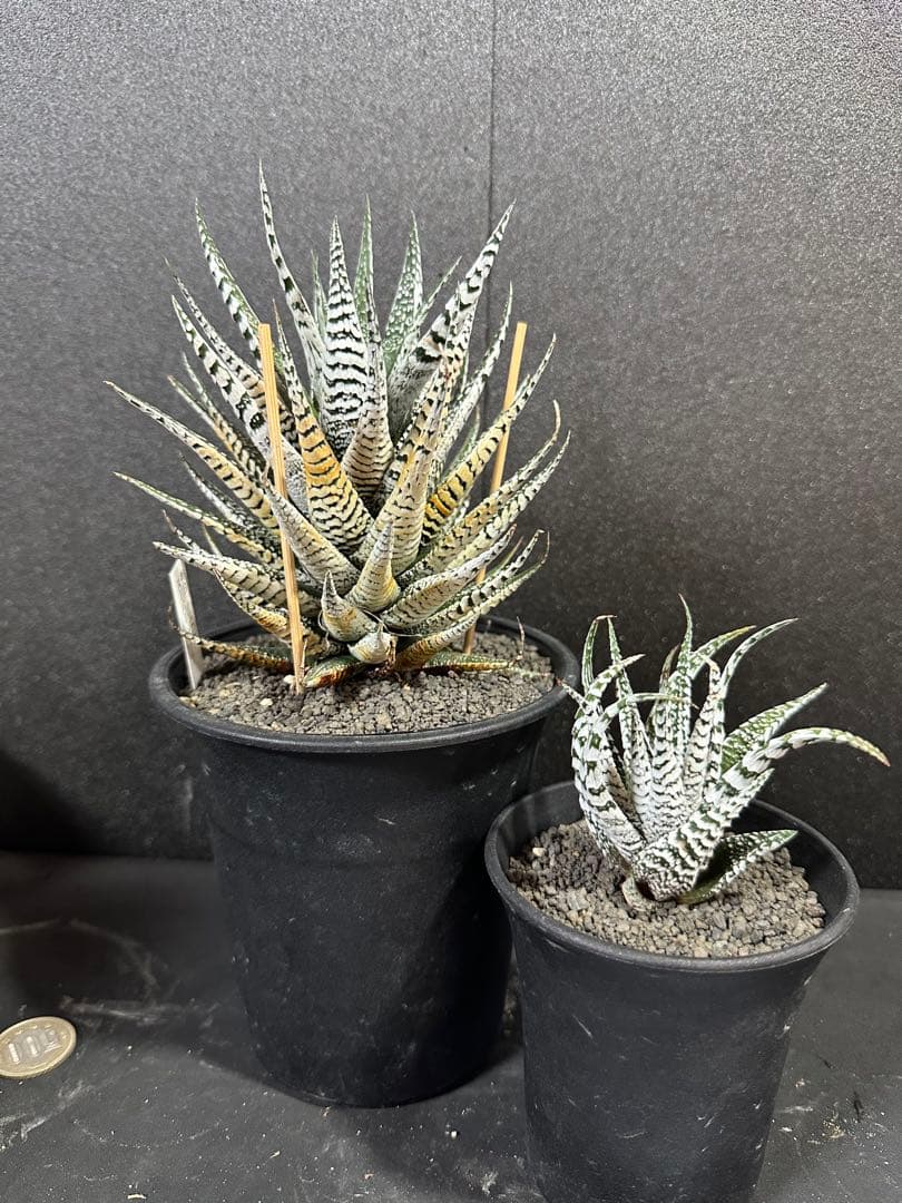 【特選ペンキ　十二の巻　霜降り　スーパーゼブラ】