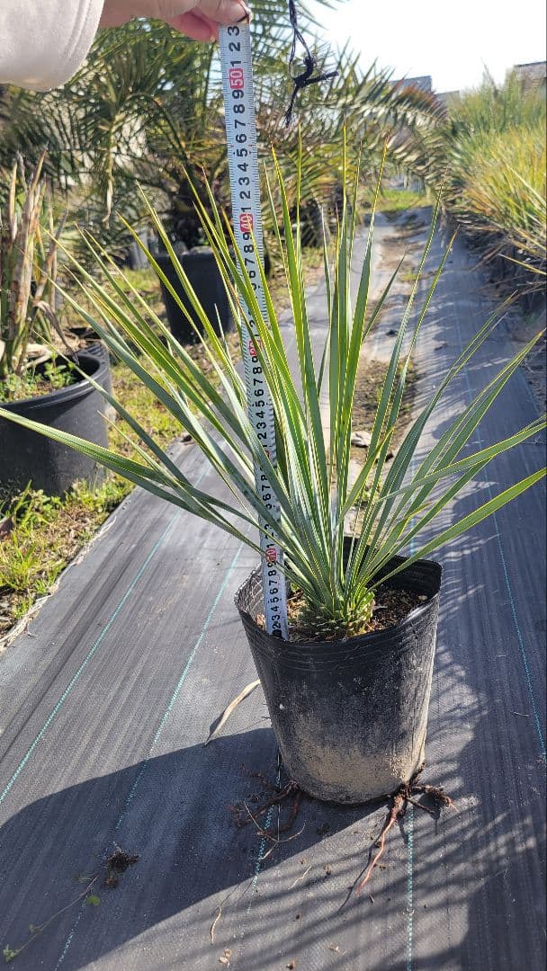 16、ユッカ ロストラータ5　 ポットごと発送