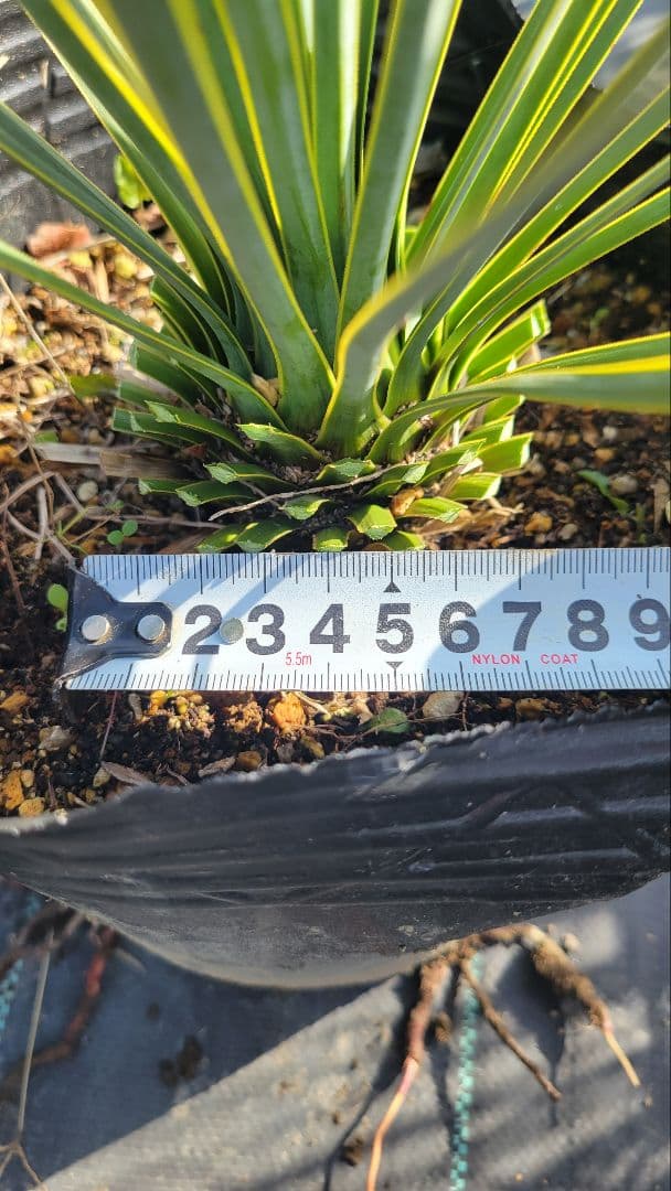 16、ユッカ ロストラータ5　 ポットごと発送