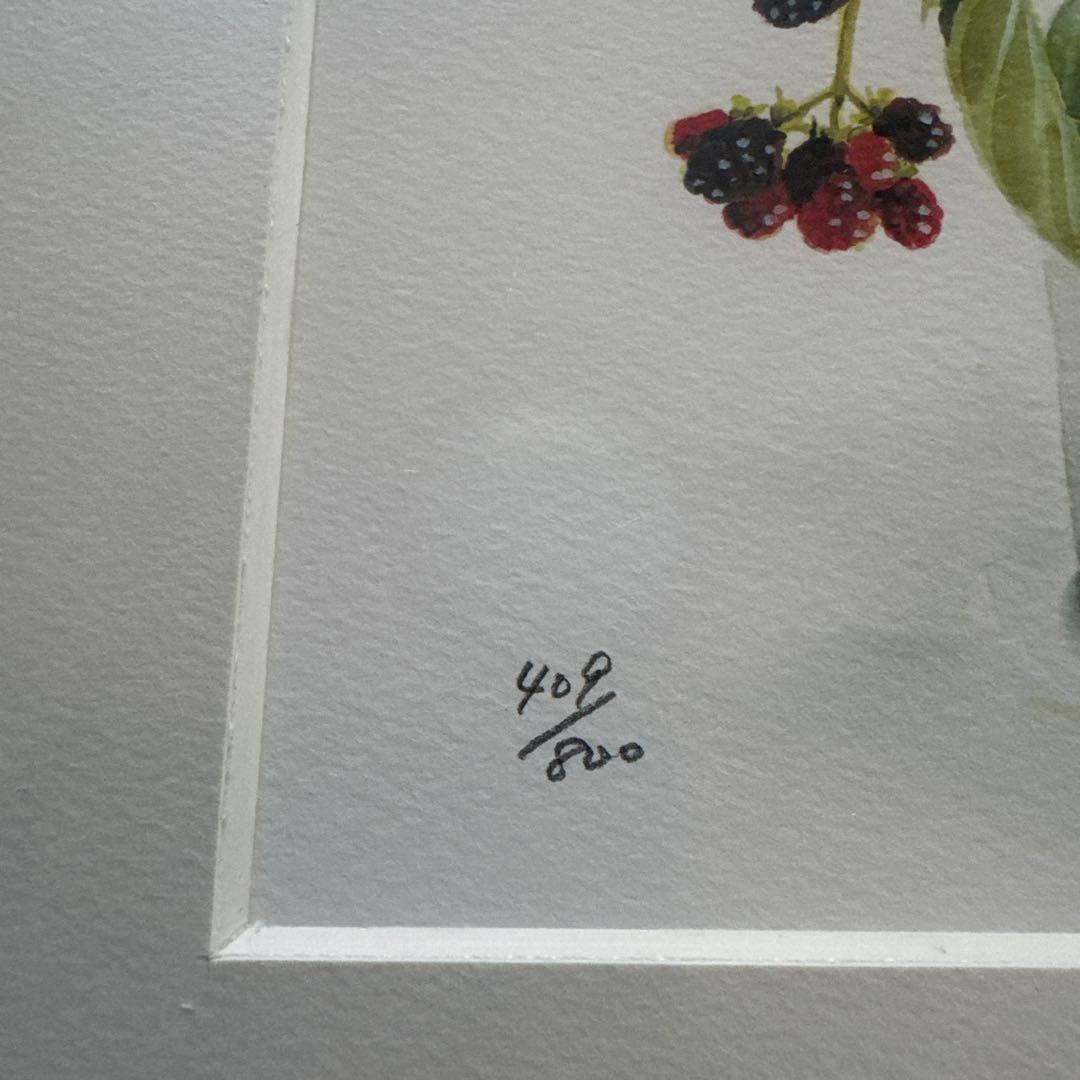 と*こ様 橋本不二子　絵画　ブラックベリー