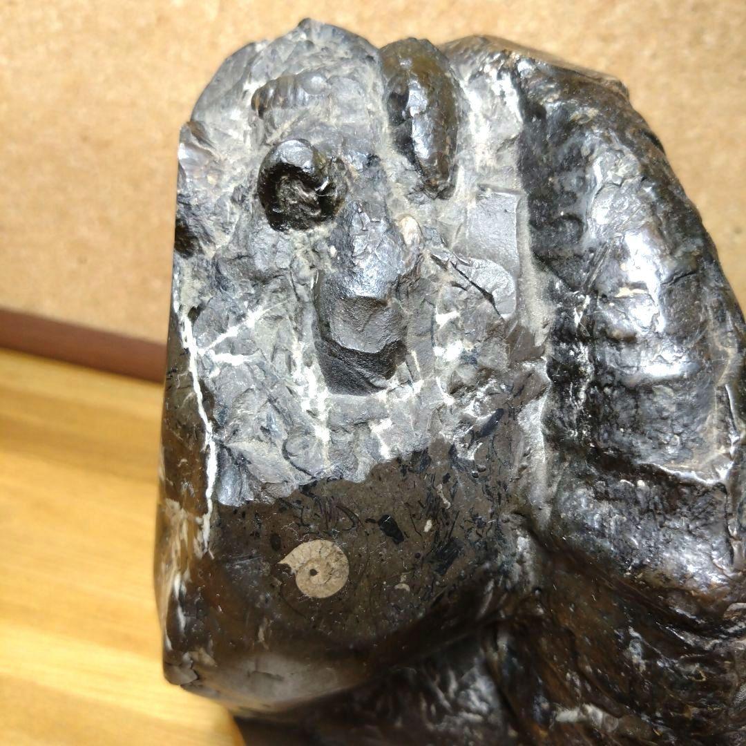 アンモナイト化石（100）