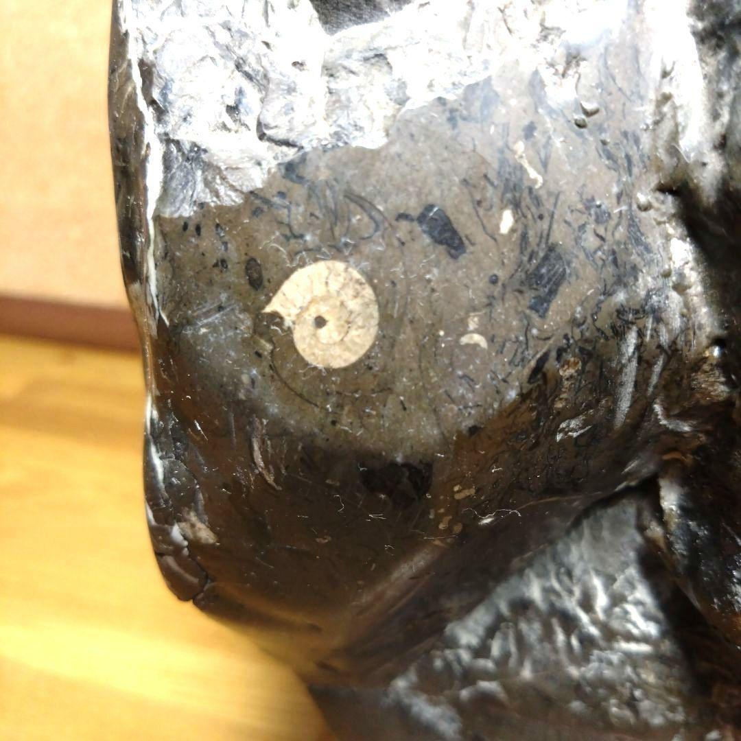 アンモナイト化石（100）