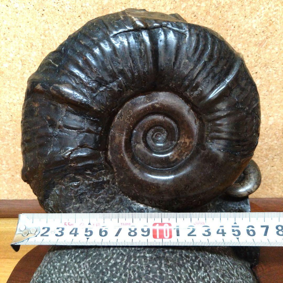 アンモナイト化石（100）