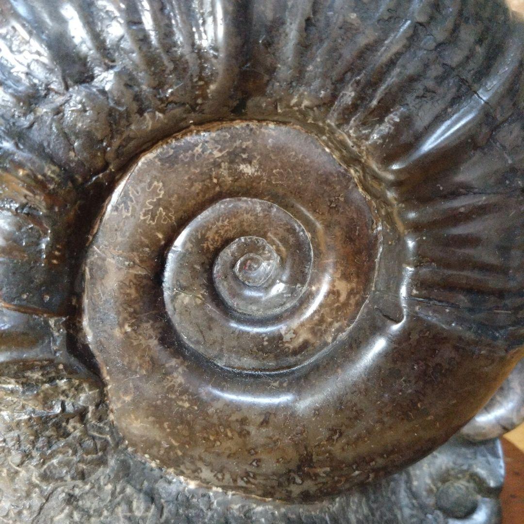 アンモナイト化石（100）