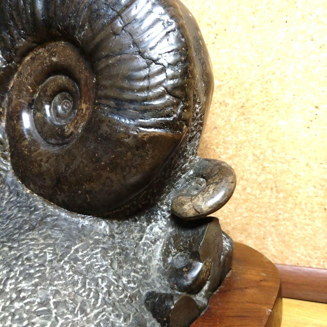 アンモナイト化石（100）