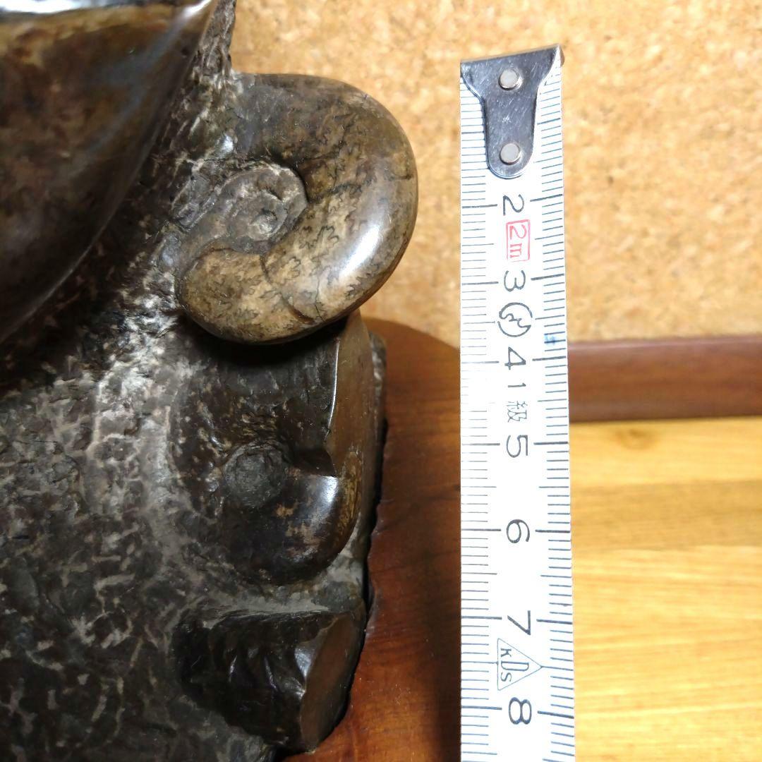 アンモナイト化石（100）