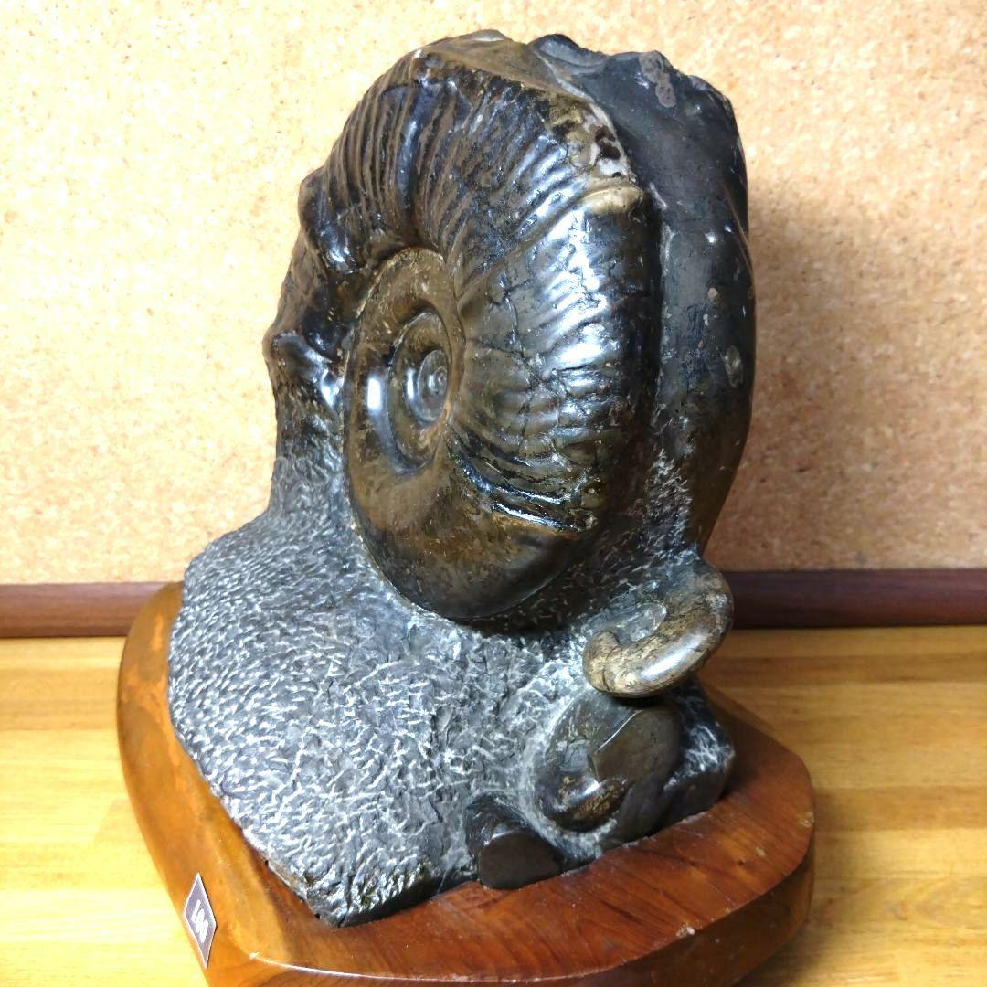 アンモナイト化石（100）