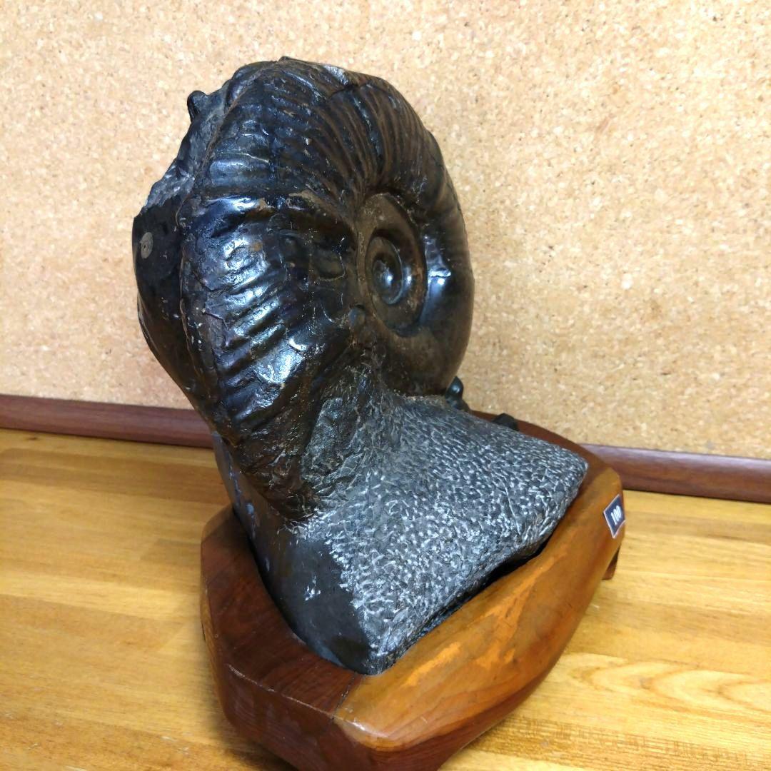 アンモナイト化石（100）