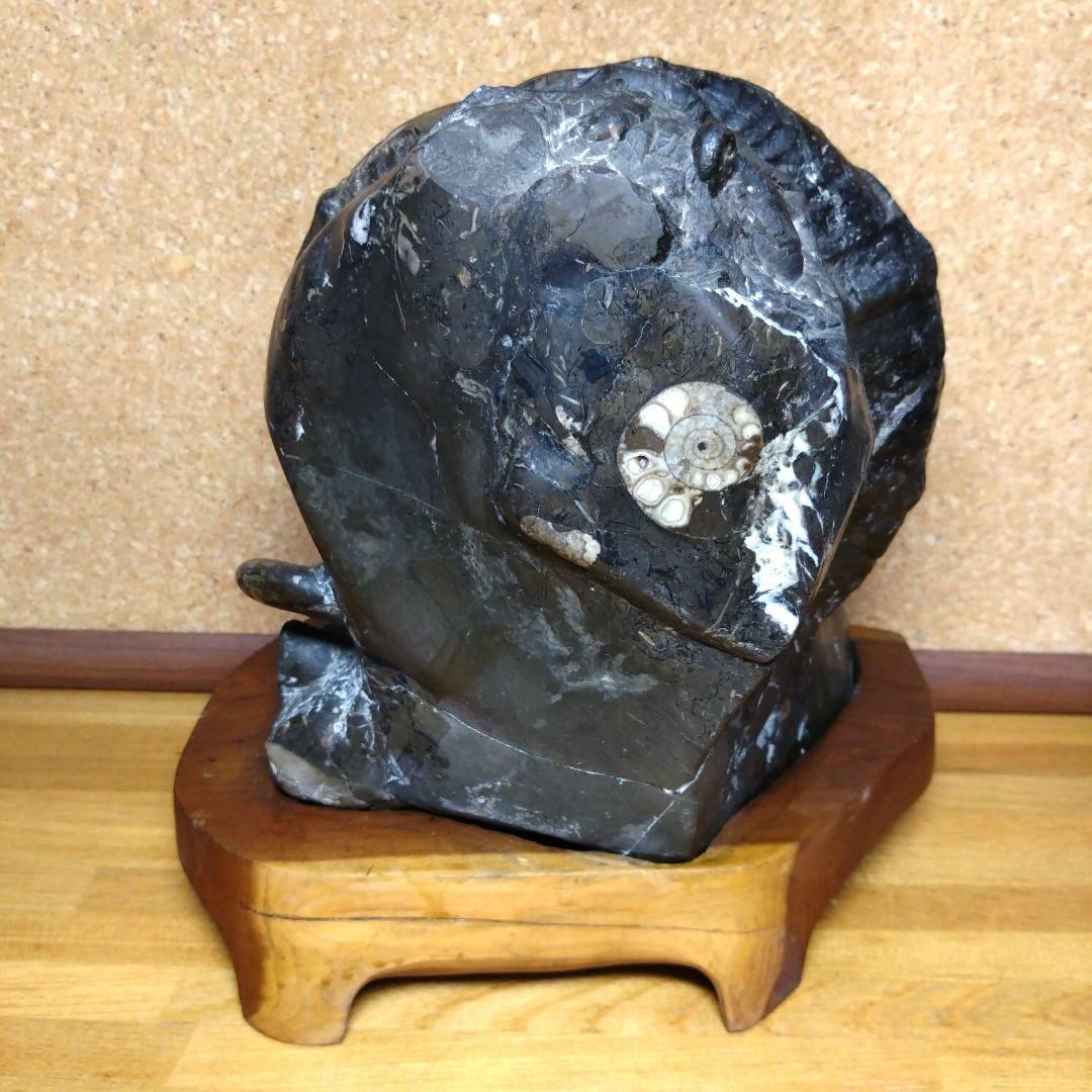 アンモナイト化石（100）