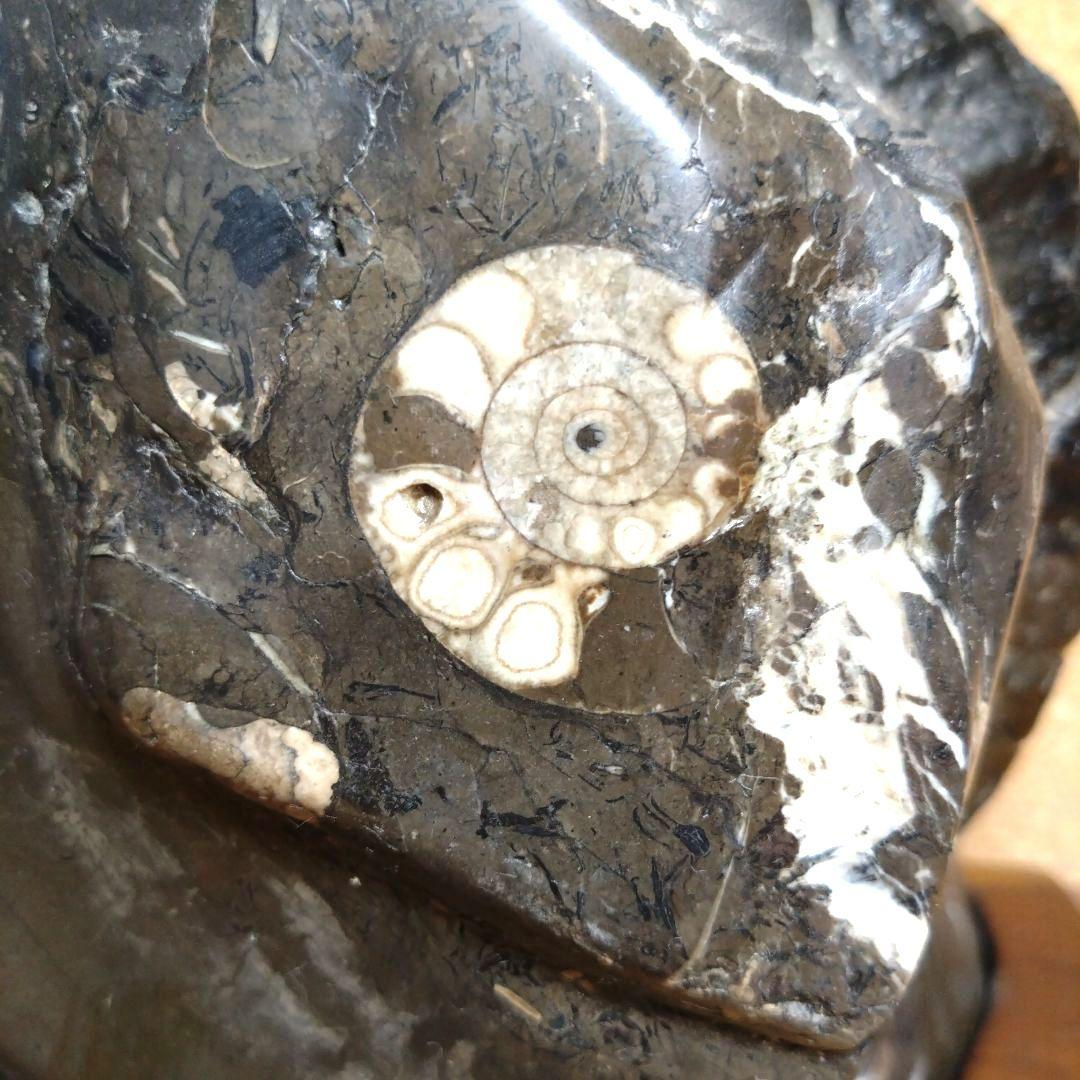 アンモナイト化石（100）