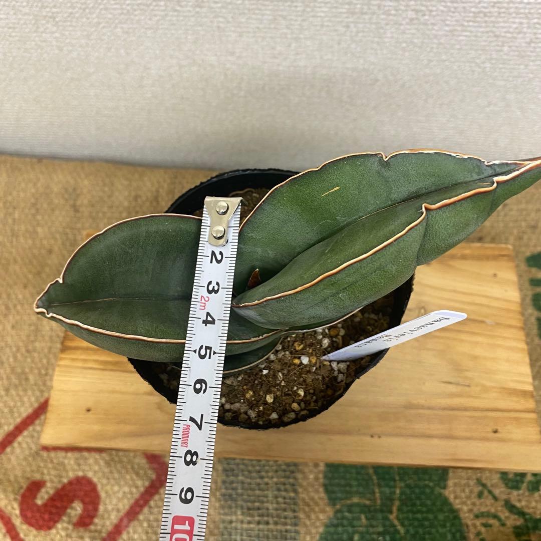 サンスベリア バナナ Sansevieria Banana