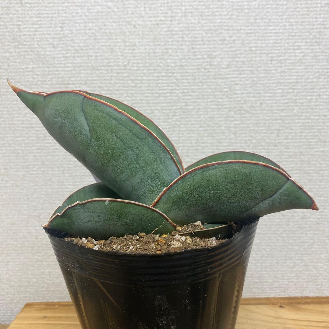 サンスベリア バナナ Sansevieria Banana