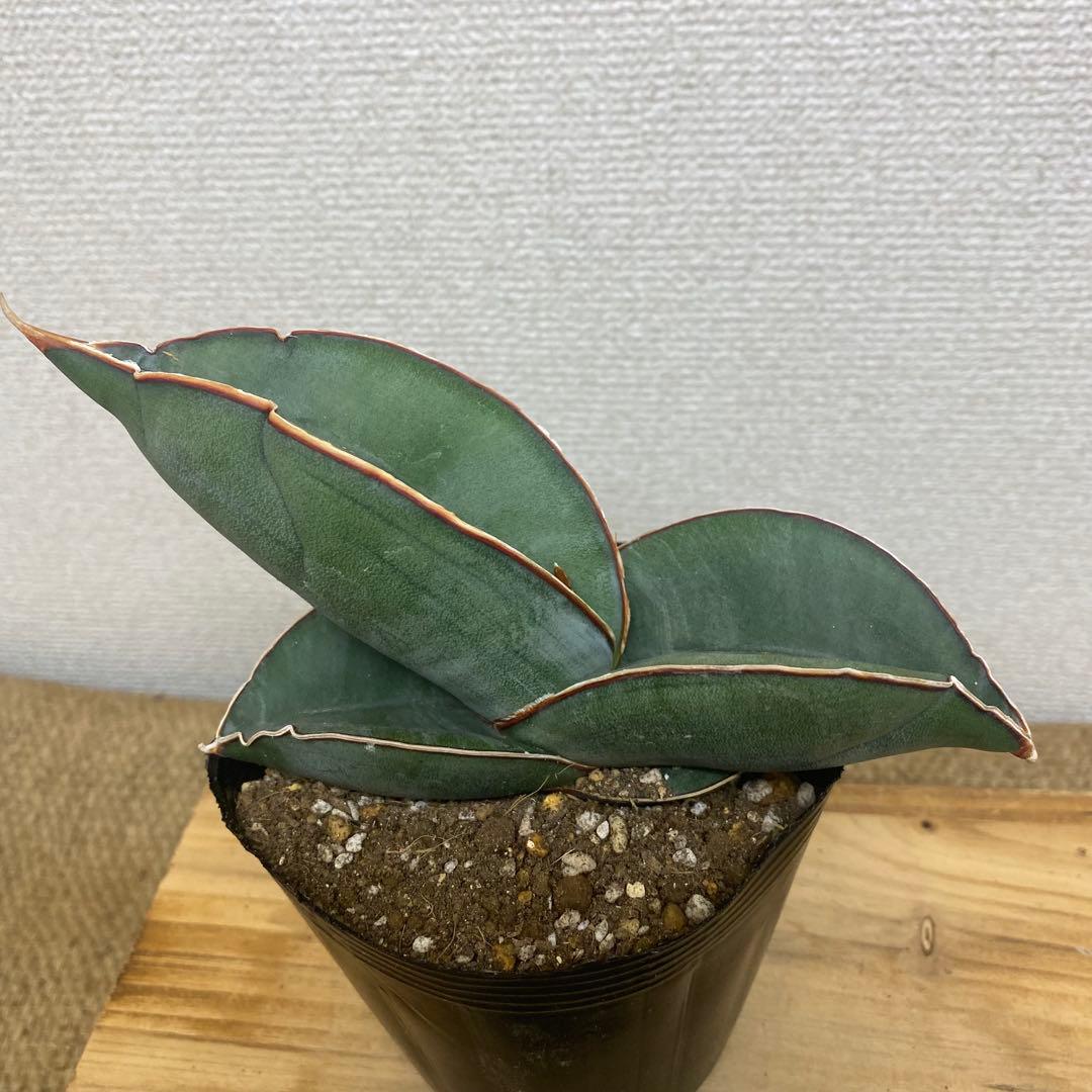 サンスベリア バナナ Sansevieria Banana