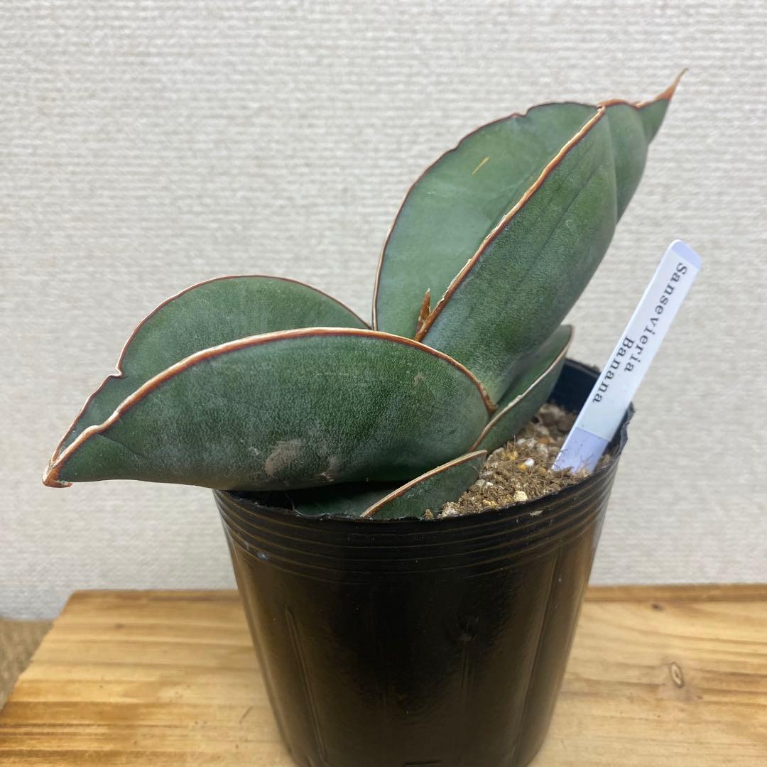 サンスベリア バナナ Sansevieria Banana