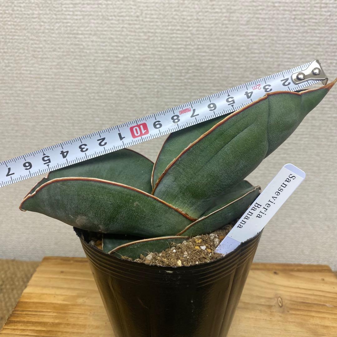 サンスベリア バナナ Sansevieria Banana