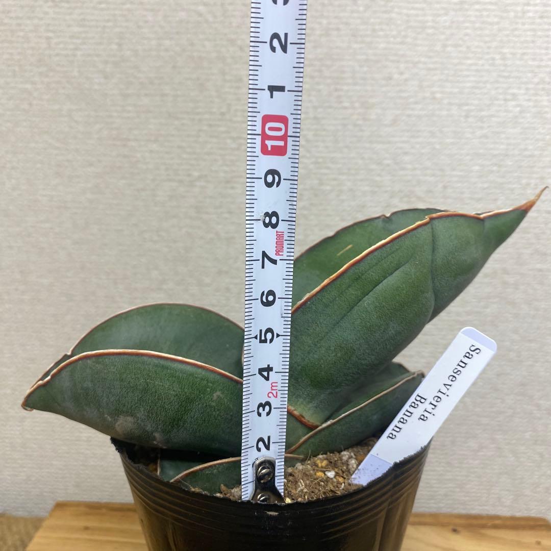 サンスベリア バナナ Sansevieria Banana