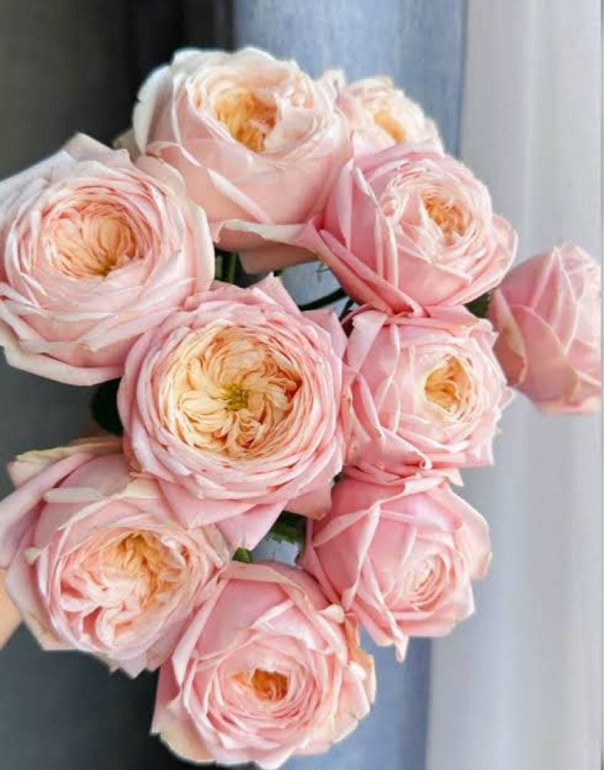 新切りバラ接ぎ木した物 NEW♡ ♡SPS