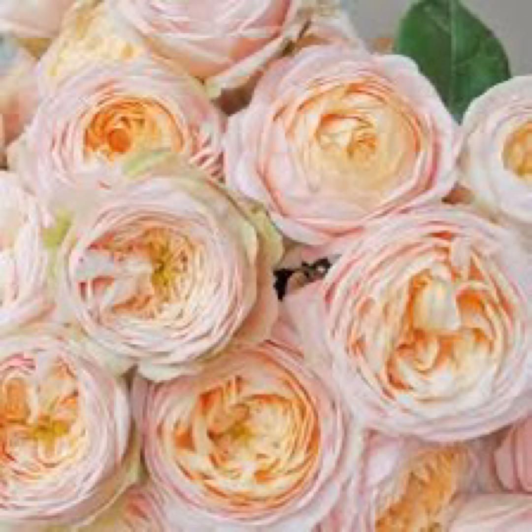 新切りバラ接ぎ木した物 NEW♡ ♡SPS