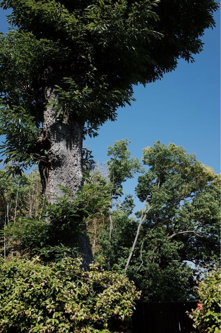 Ricoh GR 【APS-C】 初代 2013年製