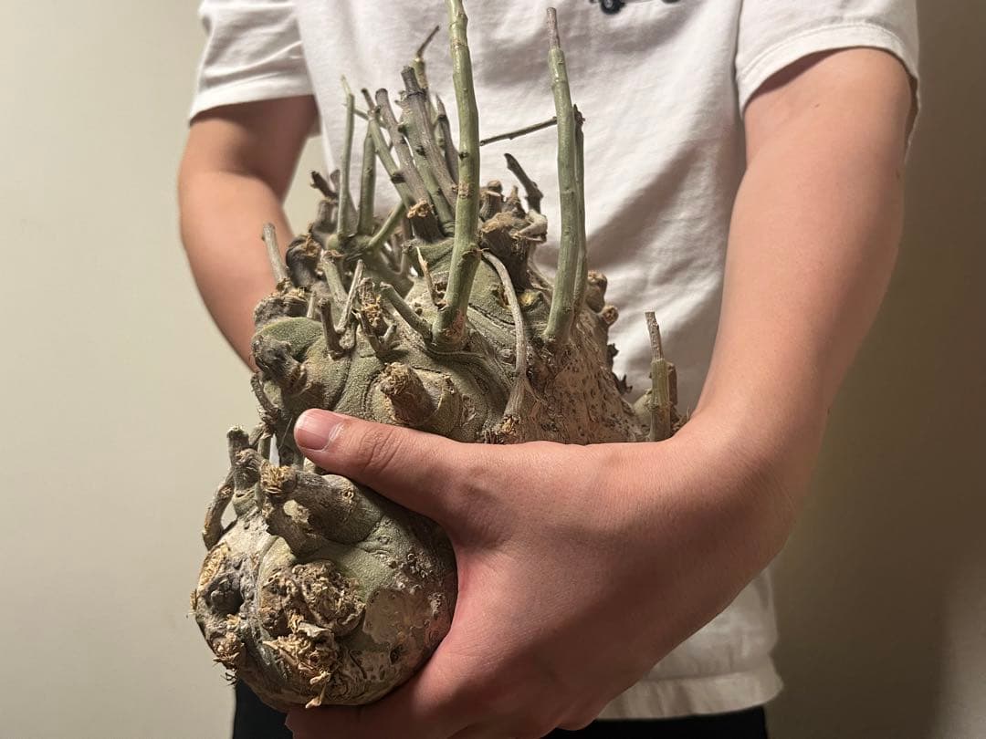 アデニアペチュエリー　ベアルート株