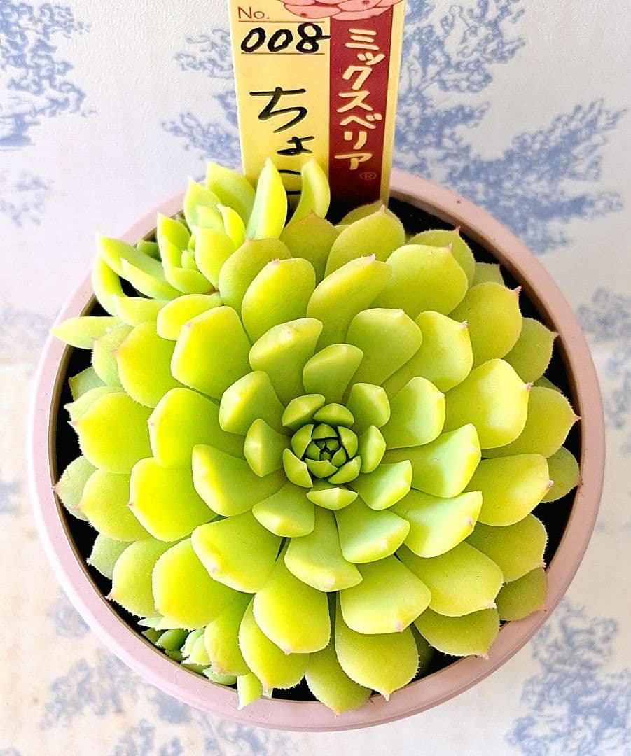 ちょこん札付きポットごとメルカリ便おらいさん苗ミックスベリア