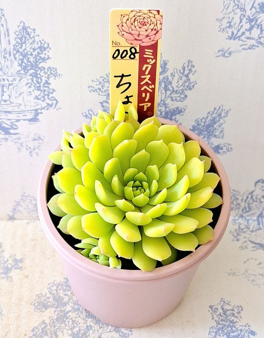 ちょこん札付きポットごとメルカリ便おらいさん苗ミックスベリア