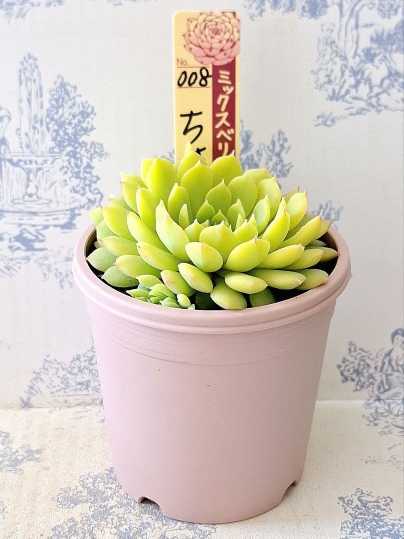 ちょこん札付きポットごとメルカリ便おらいさん苗ミックスベリア