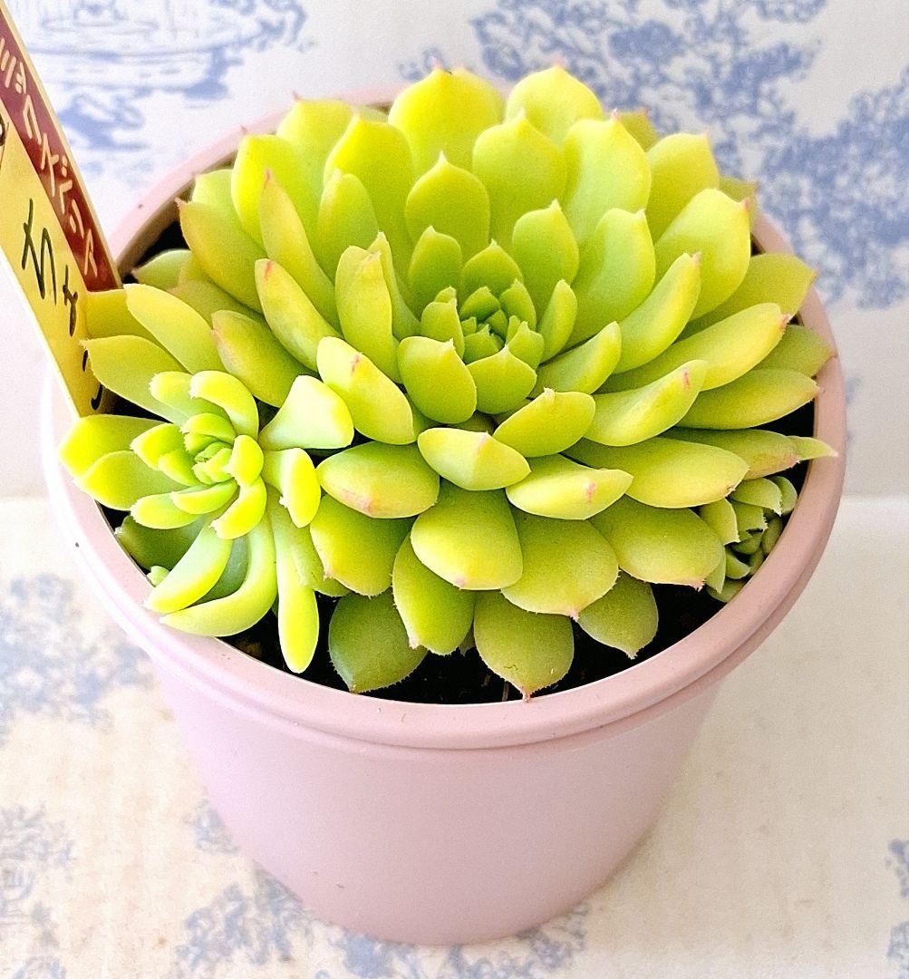 ちょこん札付きポットごとメルカリ便おらいさん苗ミックスベリア